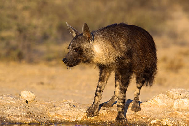 istock Brown Hyena at waterhole 516529091