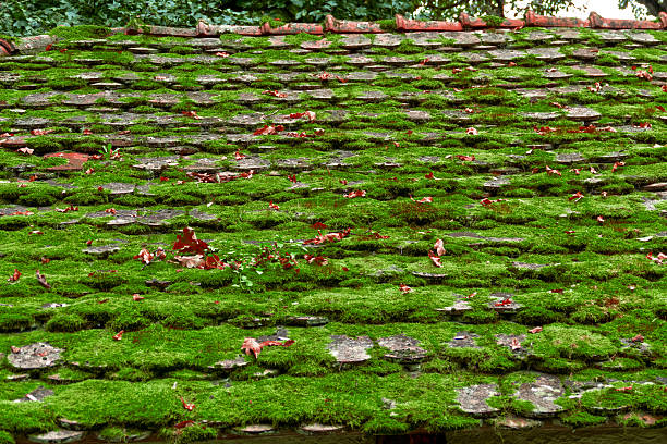 Old roof farmhouse in Romania, covered with green moss from forest.