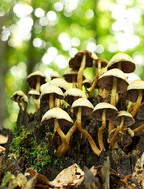 istock Gymnopus hariolorum mushrooms 516529603