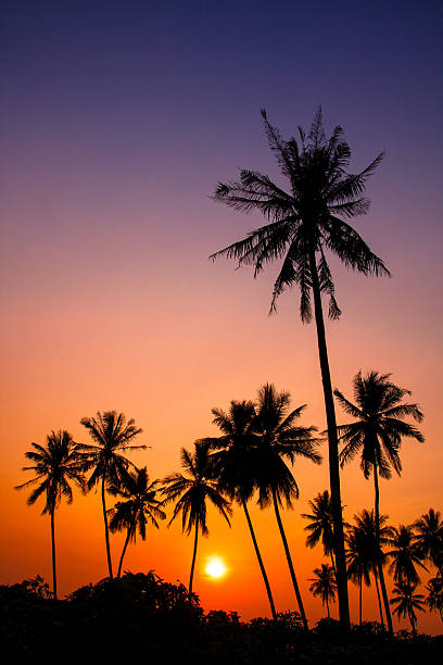 istock Palm trees silhouette at sunset,Thailand 516529715