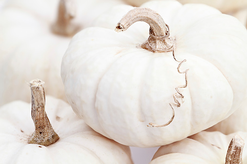 Close up of beautiful white pumpkins. Extreme shallow depth of field.