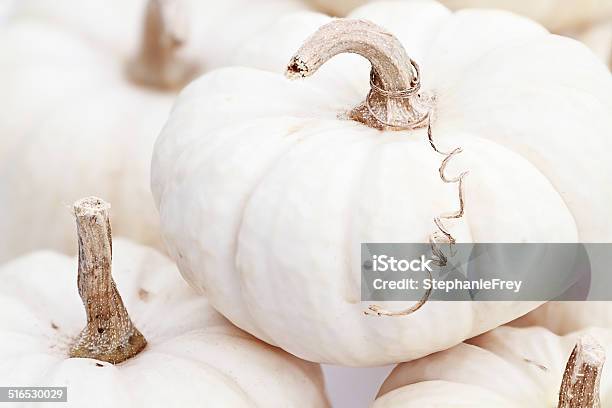 White Pumpkin Macro Stock Photo - Download Image Now - Pumpkin, White Color, Albino