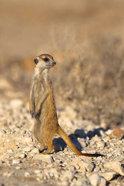 istock Meerkat on lookout duty 516530085