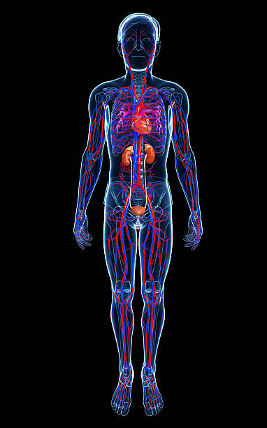 Male circulatory system Illustration of Male circulatory system pulmonary artery stock pictures, royalty-free photos & images