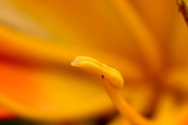 macro of pistile´s flower. Pollen detail. Yellow flower.