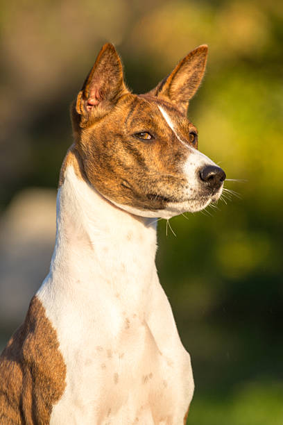 istock Small hunting dog breed Basenji 516530853