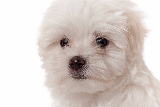 istock maltese puppy portrait 516531443