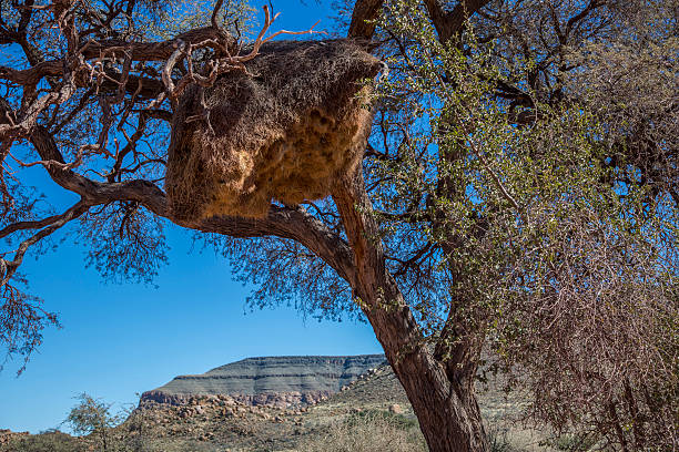 istock the big nest, weaver bird 516531625