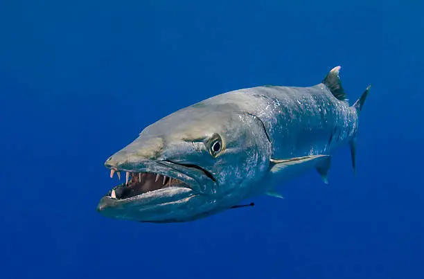 Photo of Barracuda