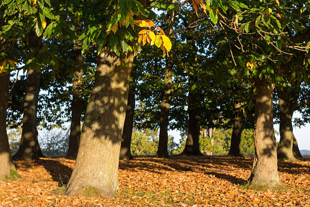 castaña de indias árbol en knole park, inglaterra - glade england autumn forest fotografías e imágenes de stock