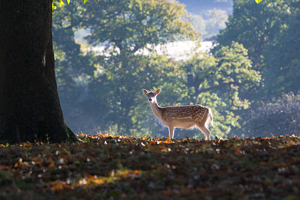 ciervo gamo en knole park, inglaterra - glade england autumn forest fotografías e imágenes de stock