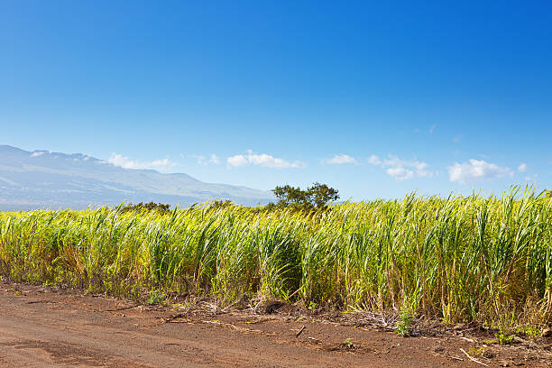 Maui Landscape view of sugarcane crops, mountains, coast, and ocean in Kahului, Maui, Hawaii on as beautiful day.