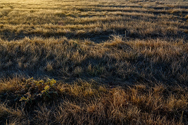 istock Grass covered with frost at sunrise. 516541430