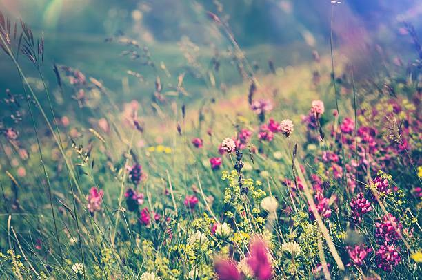 istock Blooming Flowers Spring Summer seasons natural Background 516541534