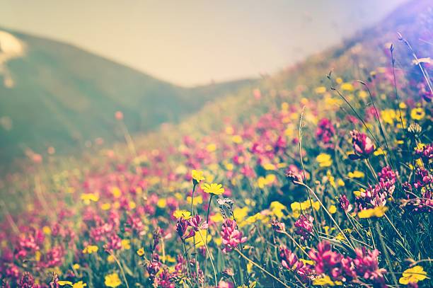 Blooming Flowers Spring Summer seasons natural Background