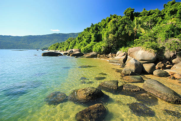 istock tropical beach with green water, stones on shore and bottom 516544198