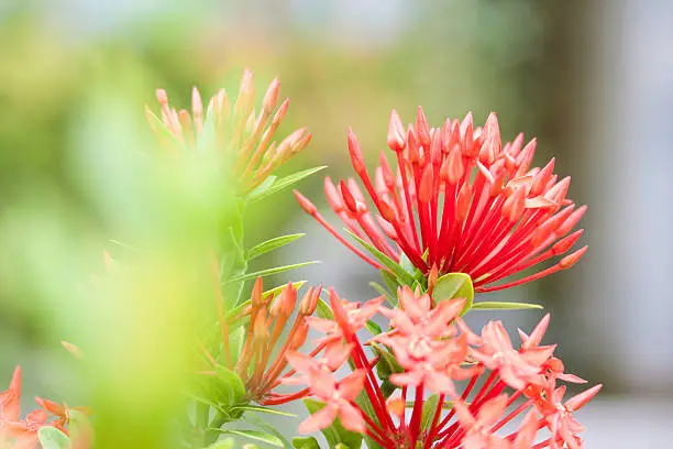 Photo of spike flower