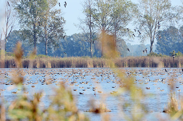 istock flock of Greylag Goose 516545773