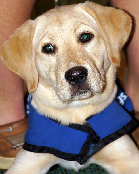 istock Puppy In Training to be an Aide Dog 516545865
