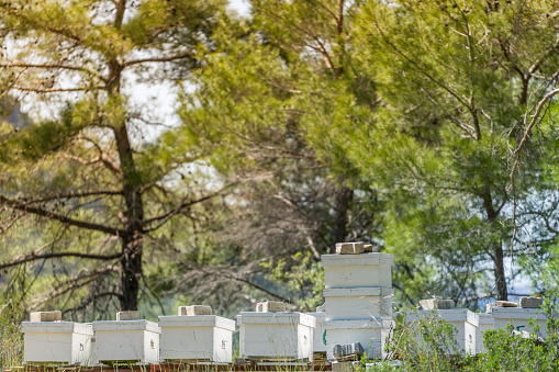 beehive,background,