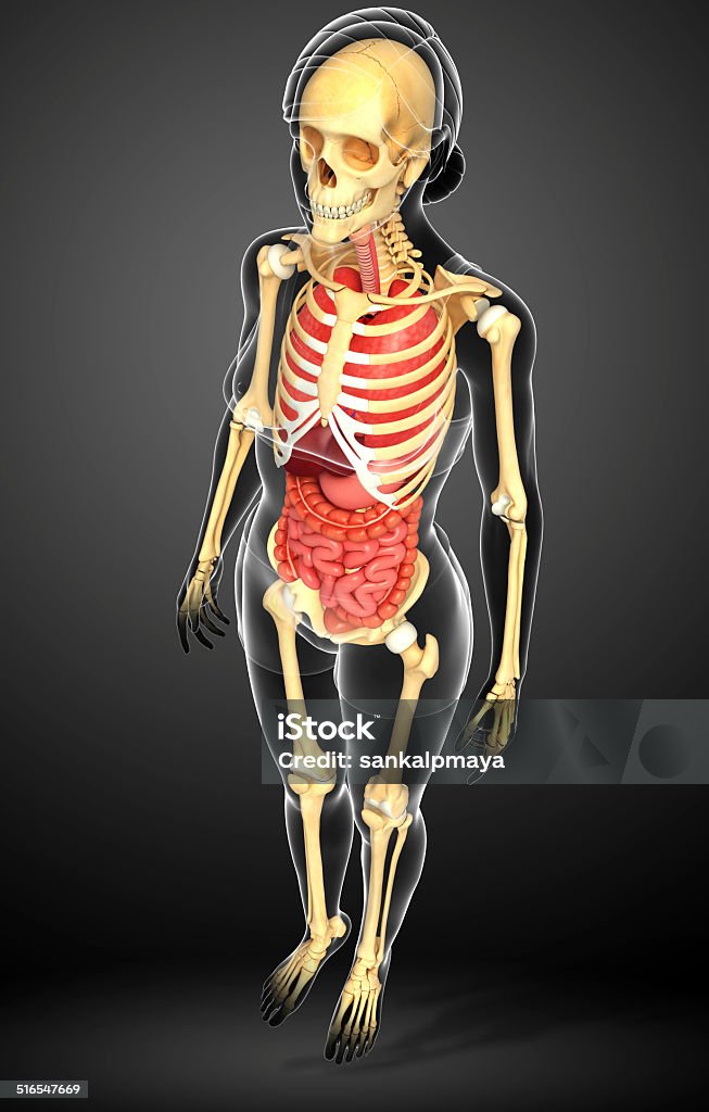Female skeleton and digestive system Illustration of female skeleton digestive system Abdomen Stock Photo