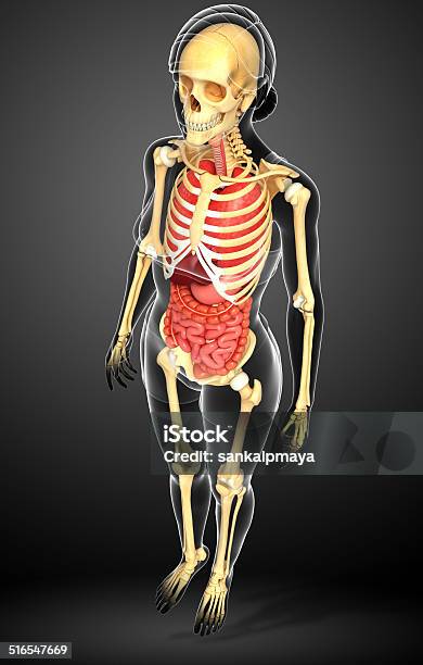 Female Skeleton And Digestive System Stock Photo - Download Image Now - Abdomen, Anatomy, Bladder