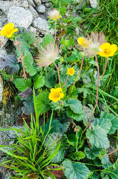 Geum montanum, (Alpine avens) Flower mountain, you can see it in the nature of the Tatras