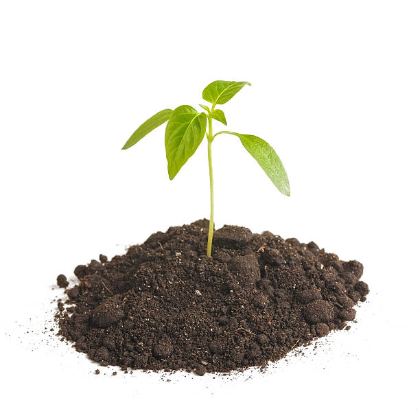 istock Green sprout plants growing from heap of soil, isolated on 516548184