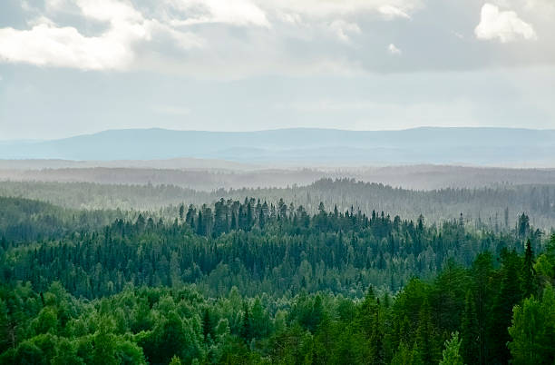 misty forest paisaje - forest tundra fotografías e imágenes de stock