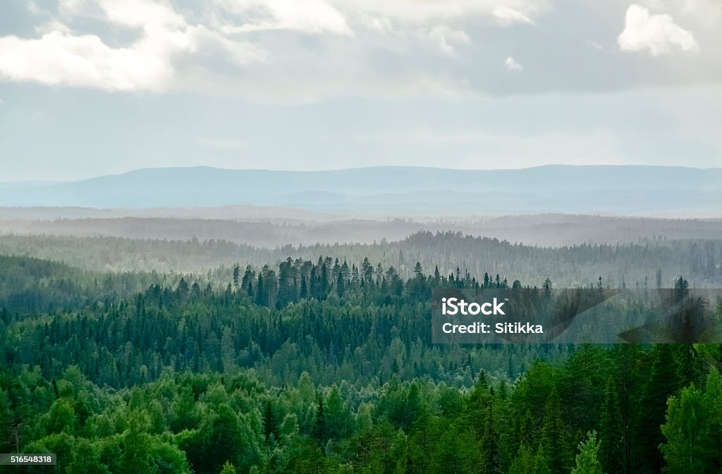 Misty forest landscape Mountain landscape in Lapland Finland  Forest Stock Photo