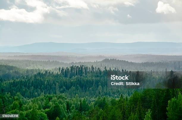 Misty Forest Landscape Stock Photo - Download Image Now - Forest, Finland, Landscape - Scenery