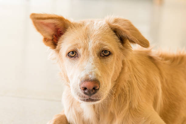 istock Portrait of dog head 516548356