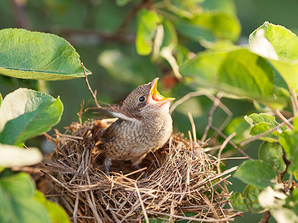istock Baby bird in the nest 516548768