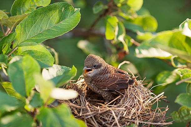 istock Baby bird in the nest 516548878