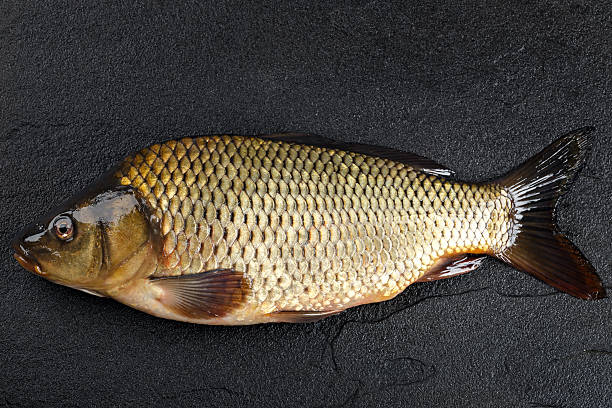 istock Fish carp on the surface of dark stone. 516549086