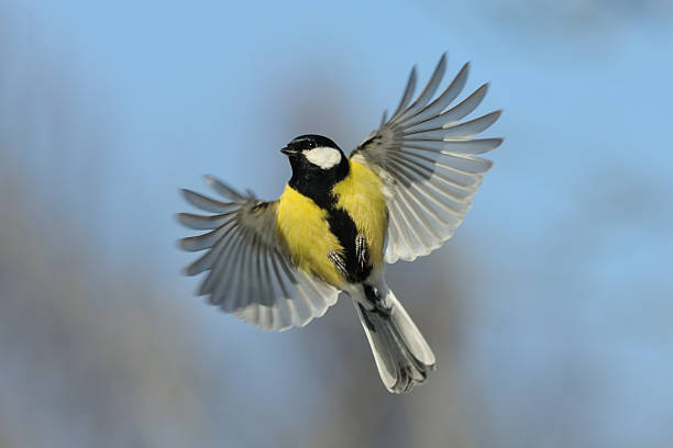 istock Flying Great tit against blue sky background 516549132