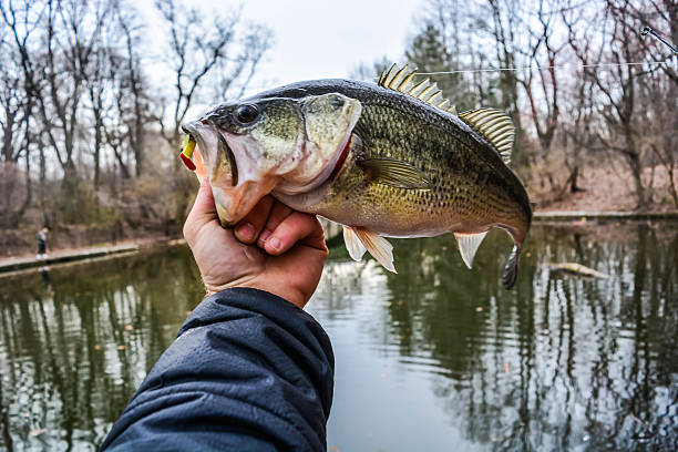 istock Big bass by dusk 516549222