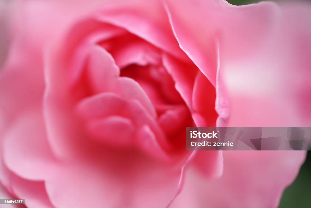 Pink Rose With Dreamy Soft Bokeh Macro capture of a pink rose in Vancouver, BC, Canada with Sony A900 (full frame) and Sony 50mm/f2.8 Macro lens. Close-up Stock Photo