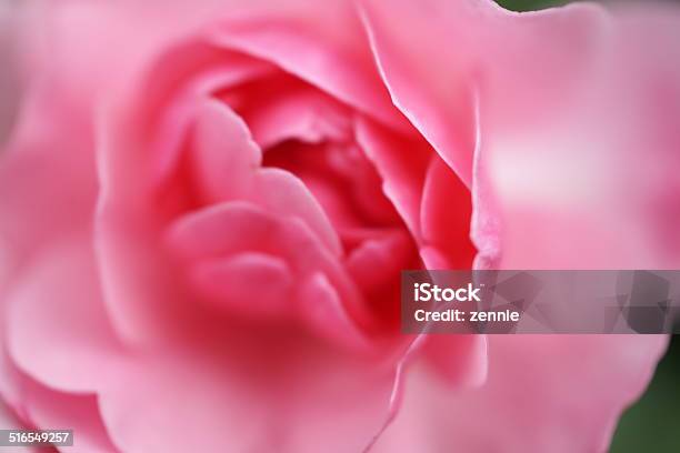 Pink Rose With Dreamy Soft Bokeh Stock Photo - Download Image Now - Close-up, Defocused, Extreme Close-Up
