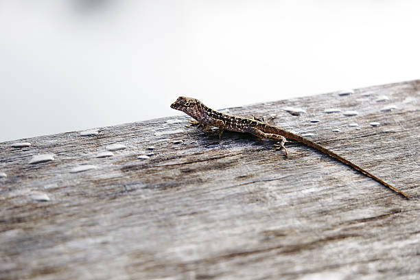 istock Nature's camouflage lizard blending in with wood 516549274