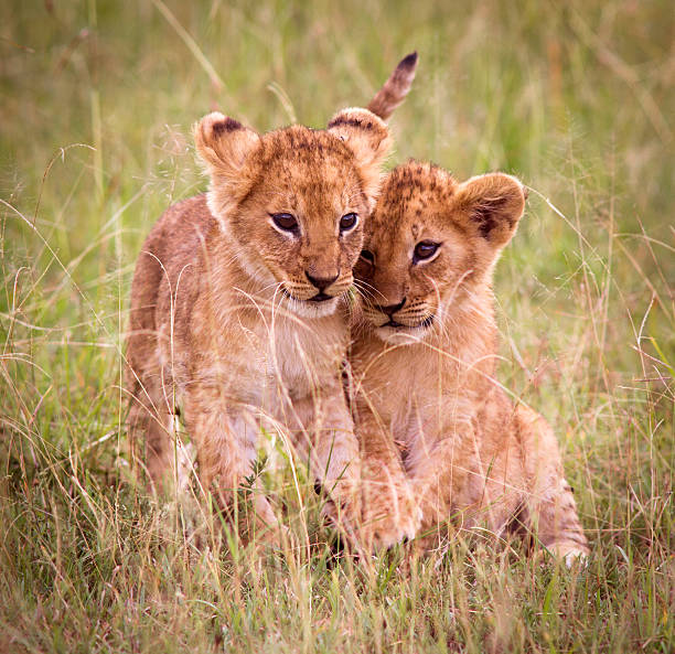 lion cubs - masai mara national reserve masai mara lion cub wild animals fotografías e imágenes de stock