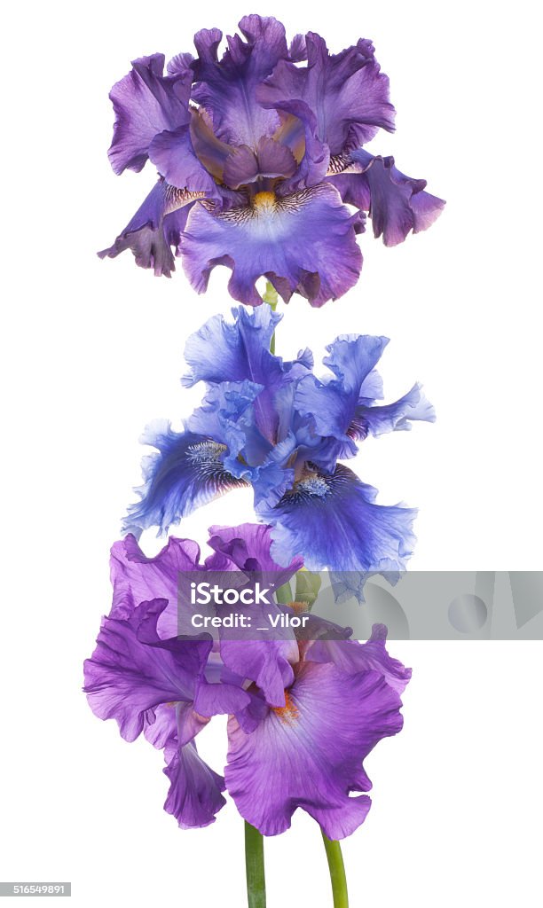 iris Studio Shot of Blue and Magenta Colored Iris Flowers Isolated on White Background. Large Depth of Field (DOF). Macro. Emblem of France. Blue Stock Photo