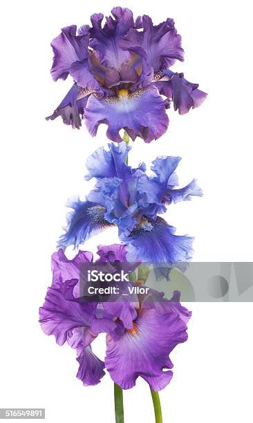 Iris Stock Photo - Download Image Now - Blue, Bunch of Flowers, Close-up