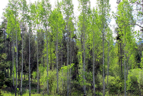 de línea de jóvenes álamos, idaho, ee. uu. occidental - idaho beautiful western usa usa fotografías e imágenes de stock