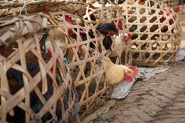 istock Nepalese chicken in wooden cages 516550084