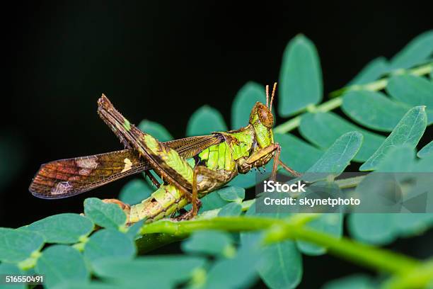 Short Horn Grasshopper Stock Photo - Download Image Now - Animal, Animal Antenna, Animal Body