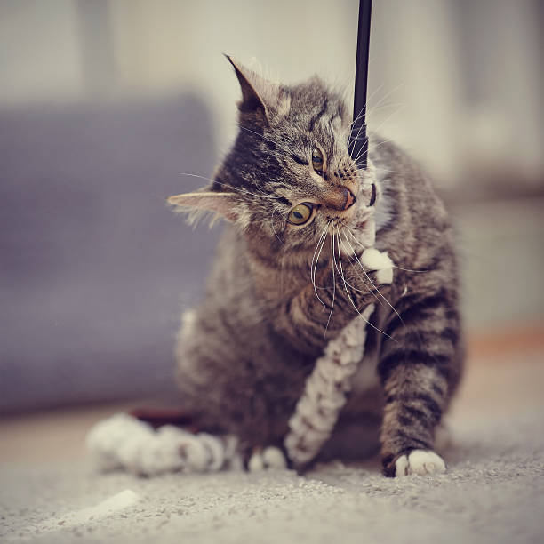 istock Striped cat with yellow eyes plays. 516550782