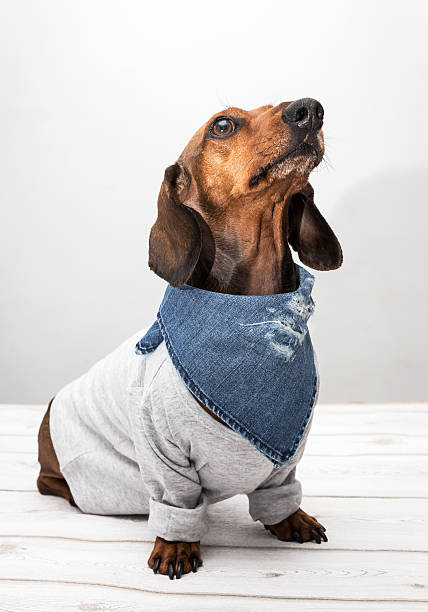 istock Dachshund dog in studio on white wooden table 516551308