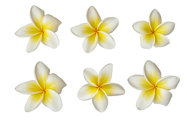 istock white frangipani flowers 516552118