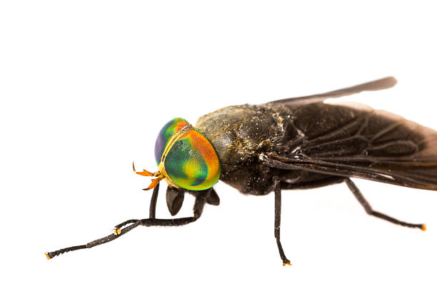 istock Isolated of Horse Fly 516552363